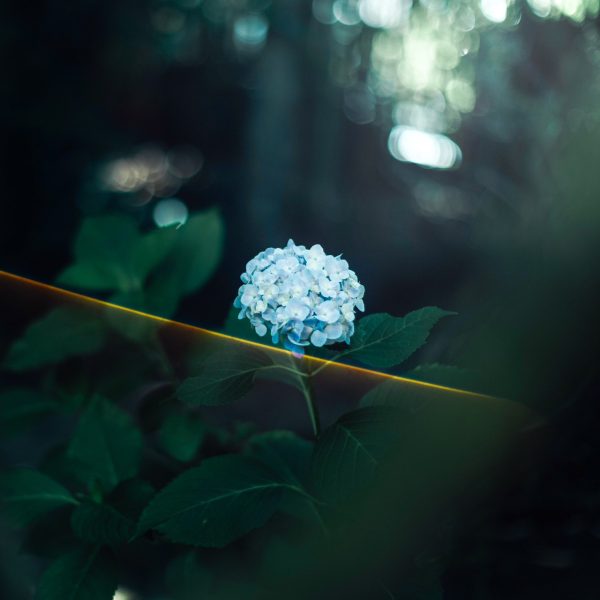 Sense of Wonder / 焙煎豆150g